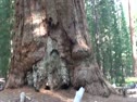 360 Of General Sherman Tree
