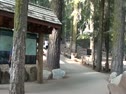 Sequoia's Are Big