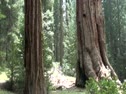 General Grant Tree