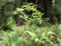 JV Redwoods