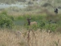 Huge Bull Elk