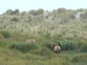 Bull Elk Chillin