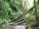 Fern Canyon @ Redwoods
