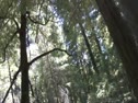 Entering Drive Thru Tree