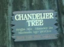 Driving Thru A Tree In CA