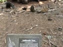 The California Tree @ Kings Canyon NP