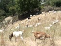 Goats On Campus @ Cal Poly