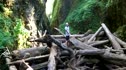 Oregon Log Jam