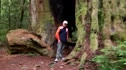 Redwood Ruins