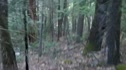 Bear Cub @ Kings Canyon