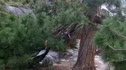 Bizarre Kings Canyon Tree
