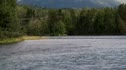 Black Bears On Kenai