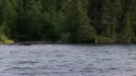 Brown Bears On The Kenai