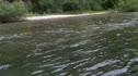 Kings River Swim