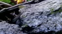 Log Jam Jump