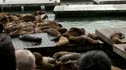 Pier 39 Sea Lions
