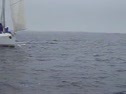 Bennetau start race 6 - quokka over