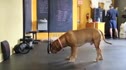 CrossFit Solebury Club - Ring Handstand Pushups Are F***ing Hard