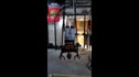 PC Freestanding HSPU's on Rings (Games 2011?)