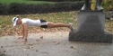 Primal Blueprint Fitness