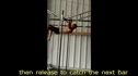 The Monkey Bar