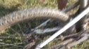 Aaron Snyder Pro Bike (Scott)