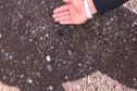 Marco and the Tarantula