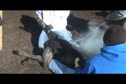Wyoming Cowboy Branding 2010