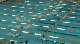 m hs 200 scy im prelim h2 d1