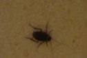 Bug in hotel