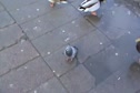 There's my foot and that's a mallard.