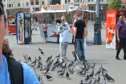Bird party in Moscow