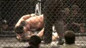 John Kirk vs Chris Spicer