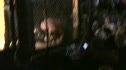 Josh Kessler vs Rob Haley