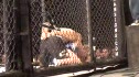Justin Gaethje vs Austin Greer