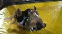 Sonny Luque vs Ronny Macedo