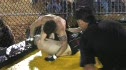 Pure Submission