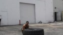 wrestling coach flipping tire