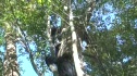 Timber Cutting