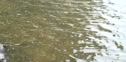 Gator Sighiting at Lake Alice
