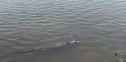I saw a Gator!