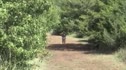 Brooks OSU Cowboy Jamboree - Boys 3A 5k
