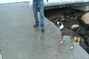 Dog is still pumped