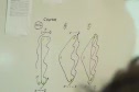 Course Description