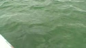 Dolphins