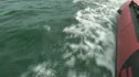 Dolphins!