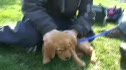 Meet Lucy the Puppy