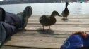 Planet Earth - Charles River Fowl