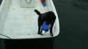 Samson's Adventure