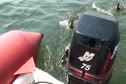 The Mating Habits of Mendota Ducks